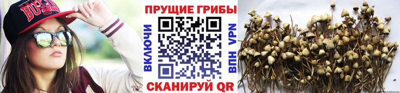 Галлюциногенные грибы Psilocybe  цены наркотик  Тбилисская 